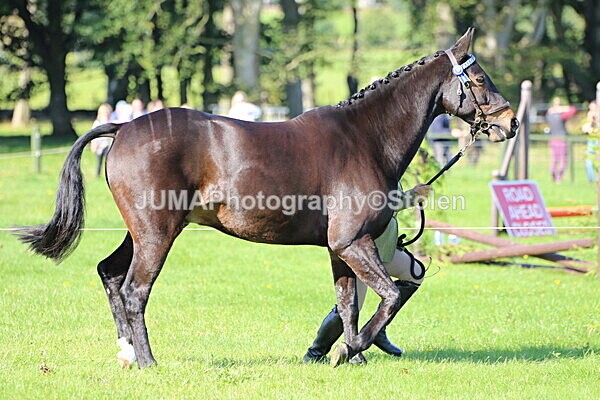 SIAL5738 - Ring 1 & 3