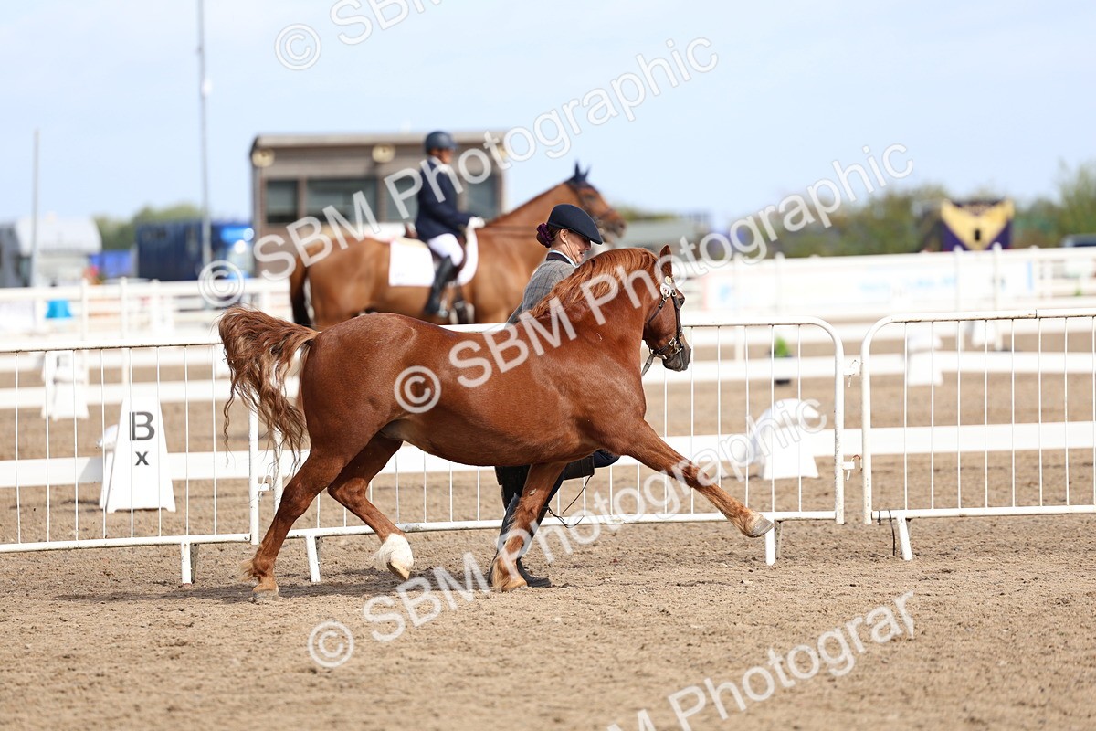 SBM_01948 - Class 18 - Handsomest Gelding - IH or Ridden