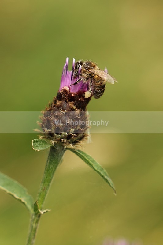 Bee on Flower - Plants and Trees