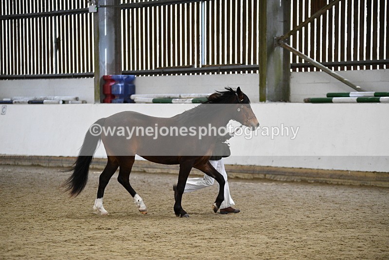 WJ5_5727 - Morning in hand Championship