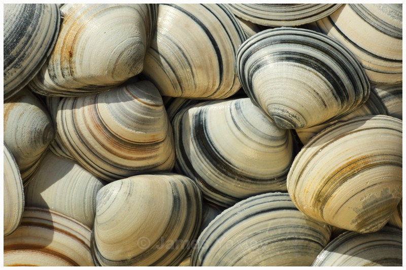 Trough Shells - Latest Work