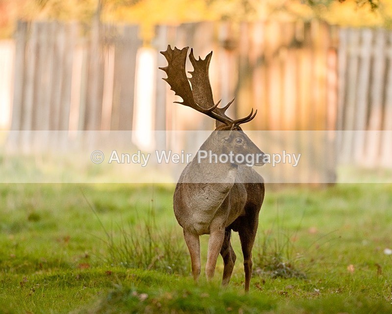 20111022-_MG_6733 - Fallow Deer
