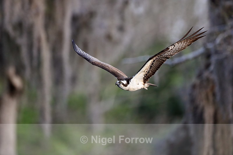 Osprey in flight, Blue Cypress Lake, Florida - Osprey