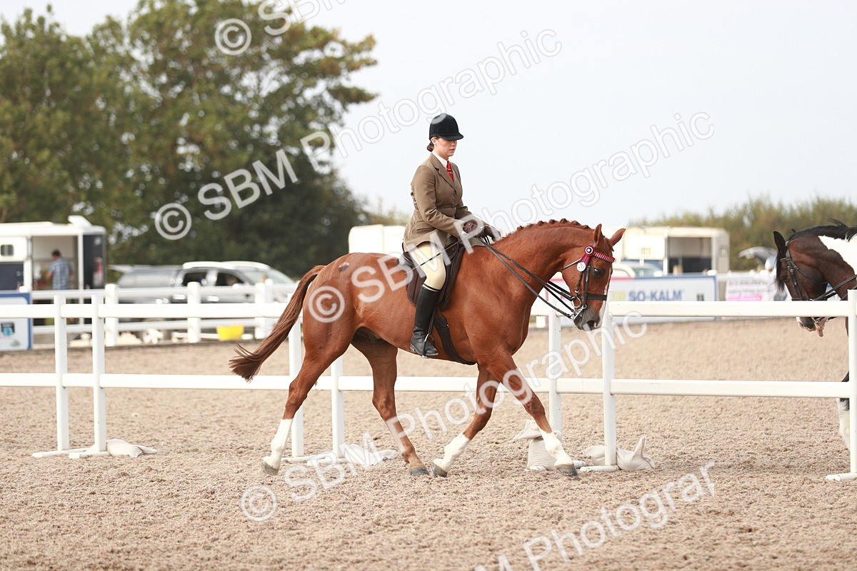 SBM_17451 - Class 215 Ridden Hack/ Riding Horse