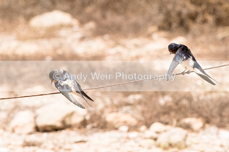 20150611-8E0A9426 - Abroad