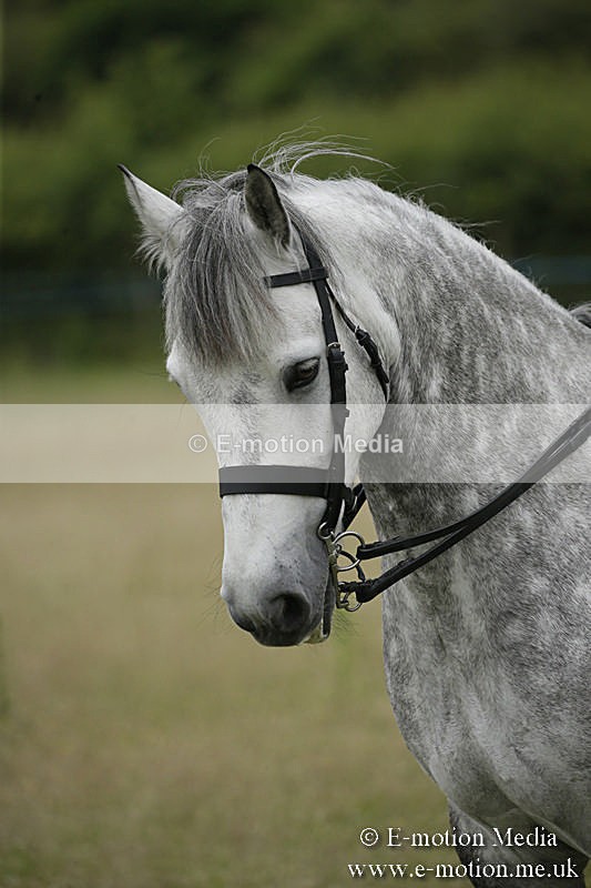 B230619-0945 - Bourne Valley Riding Club Summer Show 23/06/19