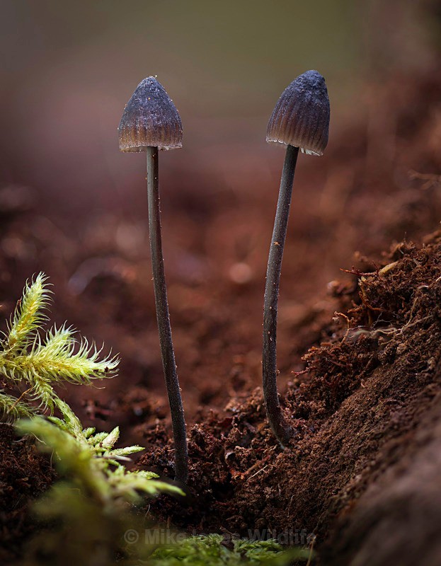 Fungi, Cairngorms, Scotland - AUTUMN 2025 FUNGI/MUSHROOMS