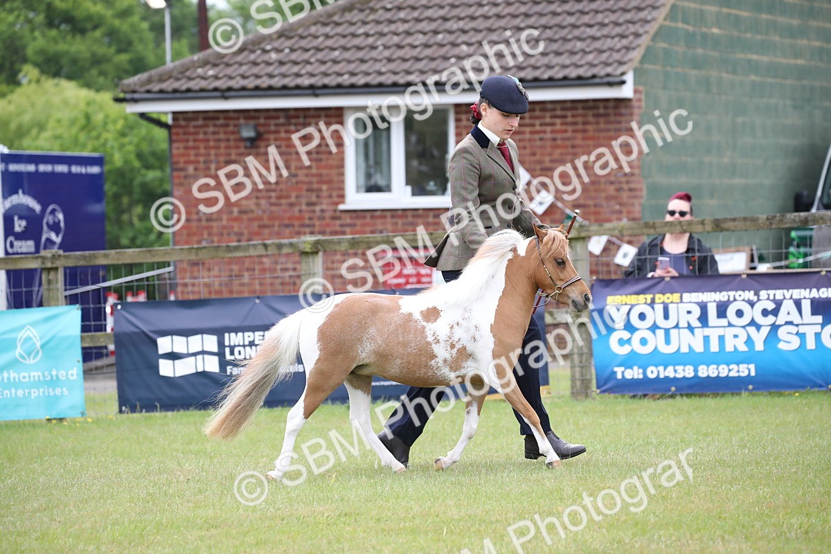 SBM_03931 - Class 23-25 - British Miniature Horse of the Year