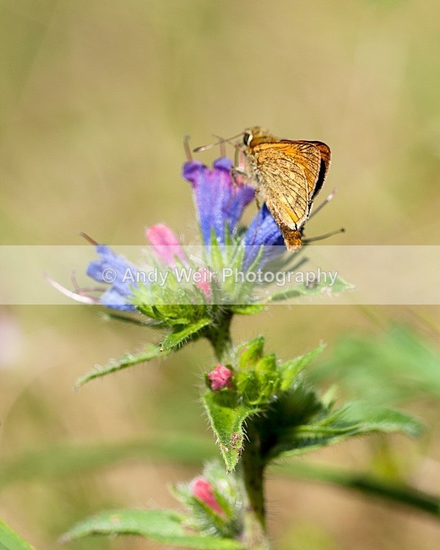 20080723-046 - Butterflies & Moths