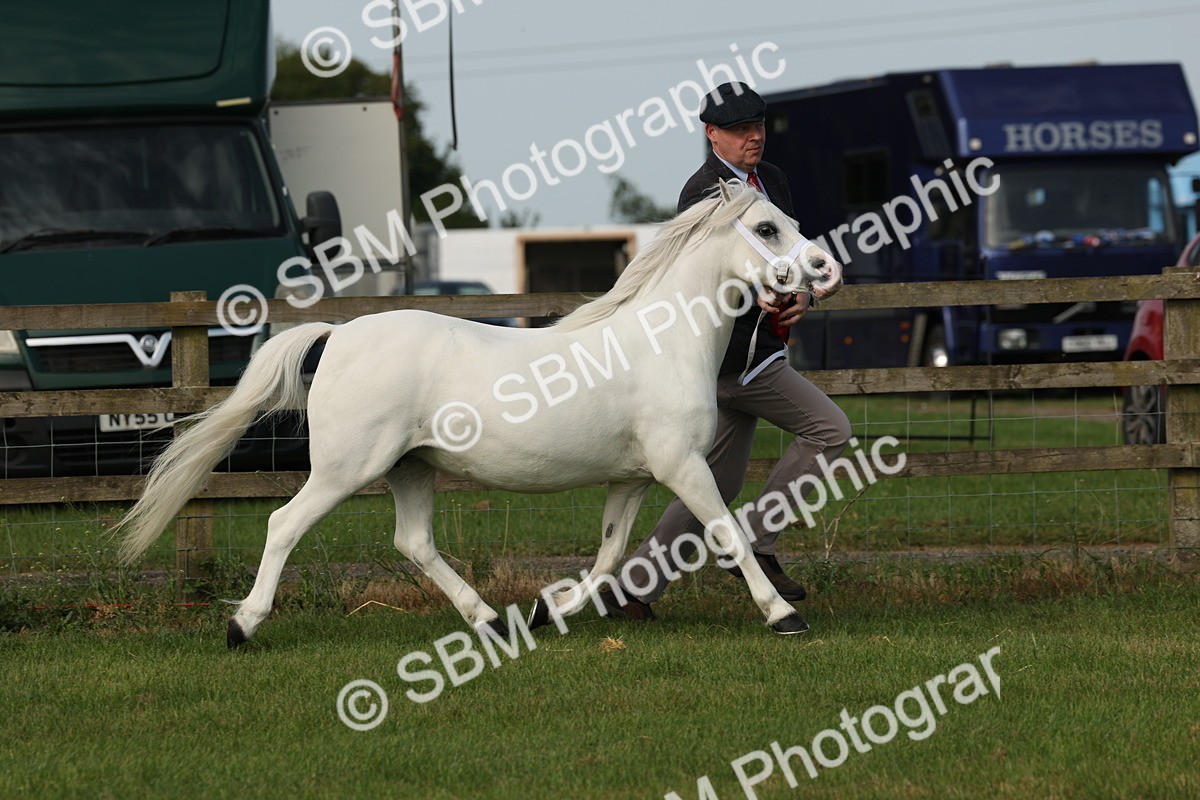 SBM_00602 - Class 6-13 - Mountatin and Moorland In Hand Welsh Breeds