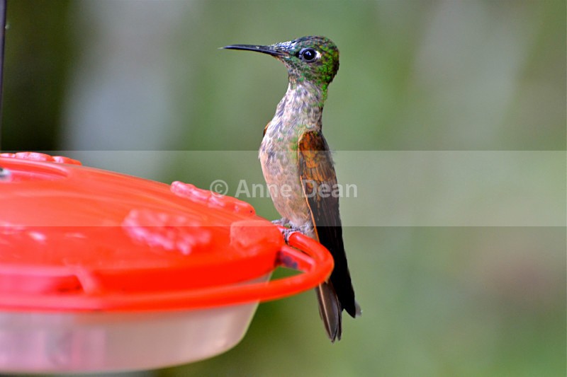 What a poser - Wildlife of Ecuador