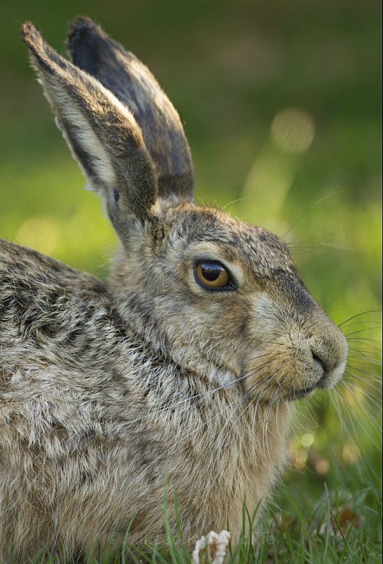 Brown Hare ref bh 3 - New, Brown Hare Gallery