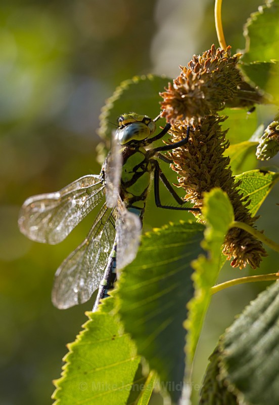 Southern Hawker Dragonfly, Cheshire - DRAGONFLY & DAMSELFLY GALLERY