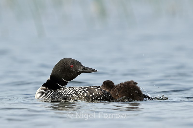 Common Loon watches chick struggling to climb on back, Minnesota - Great Northern Diver