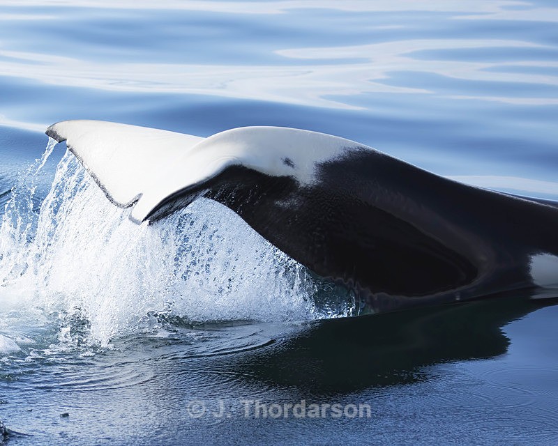  - Orca