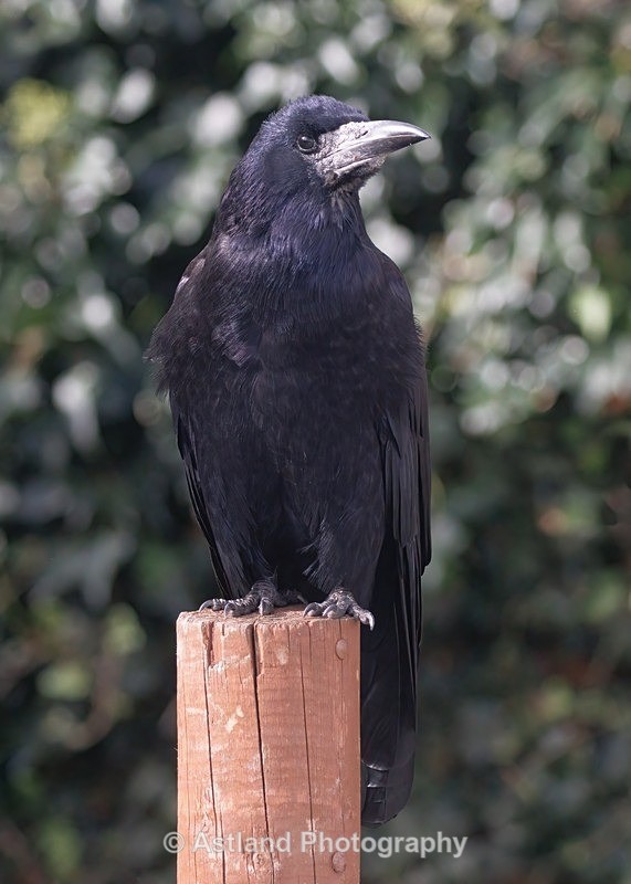 Rook - Latest Images