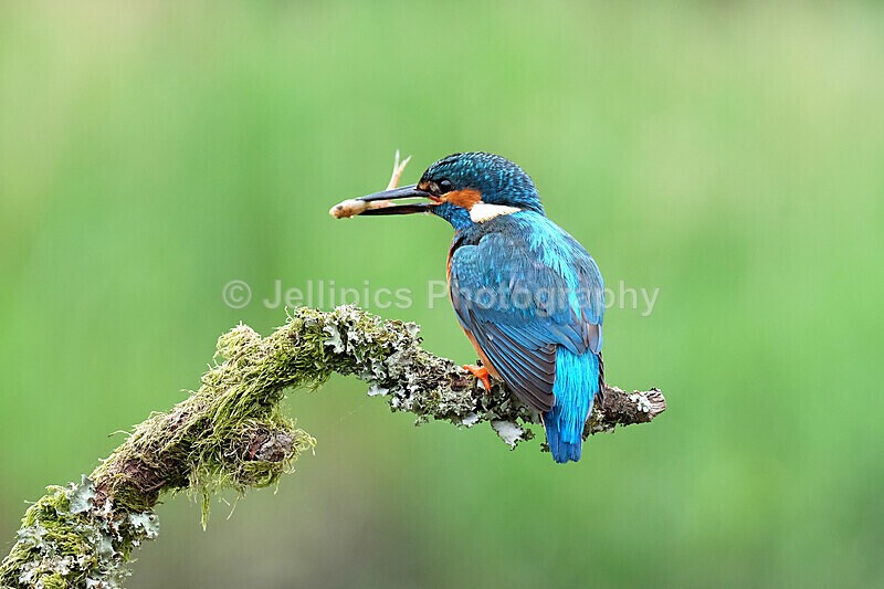  - Wildlife and Nature