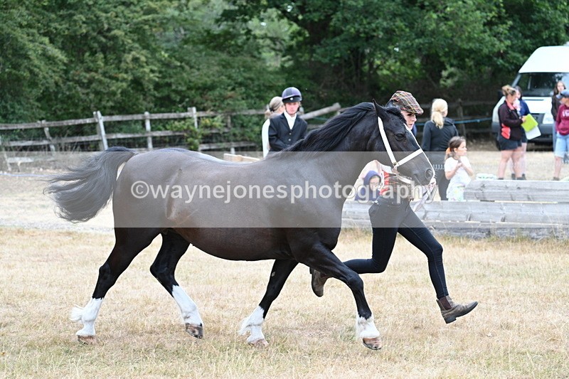 WJ7_8414 - Class 4 Prettiest Mare up to 14.2hh