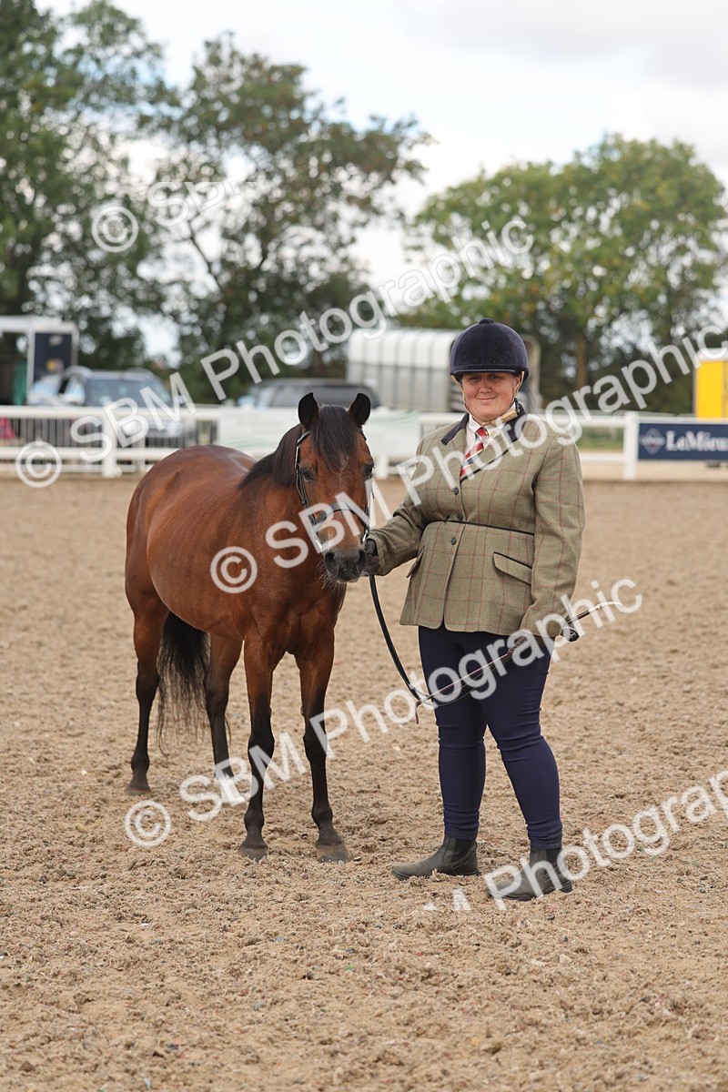 SBM_04339 - Class 17 - Prettiest Mare (IH or Ridden)