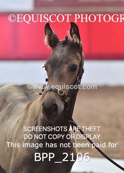 BPP_2106 - AFTERNOON 12.30 - 3.30PM