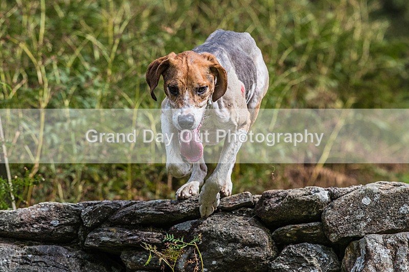 Grasmere Sports-155 - Grasmere Sports Junior & Senior Fell Races Sunday 24th August 2025
