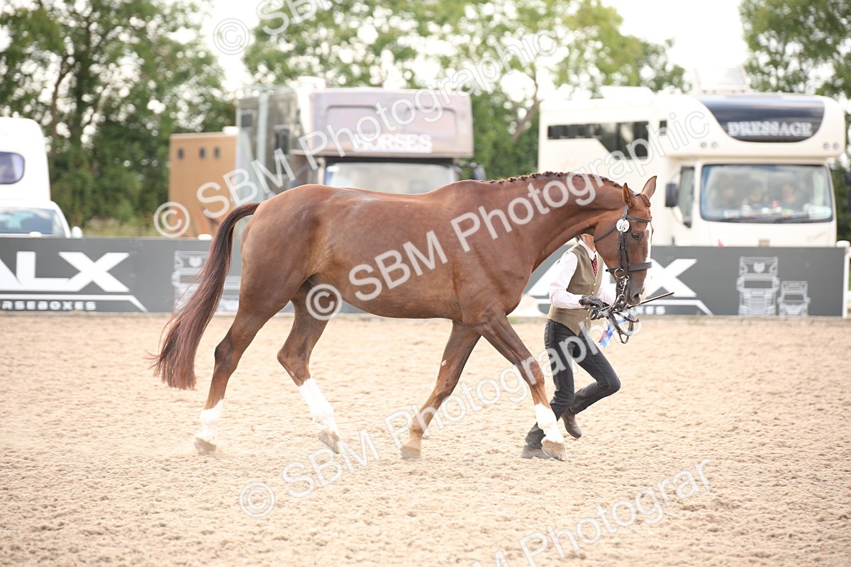 SBM_08269 - Class 27 - IH Competition Horse-Pony