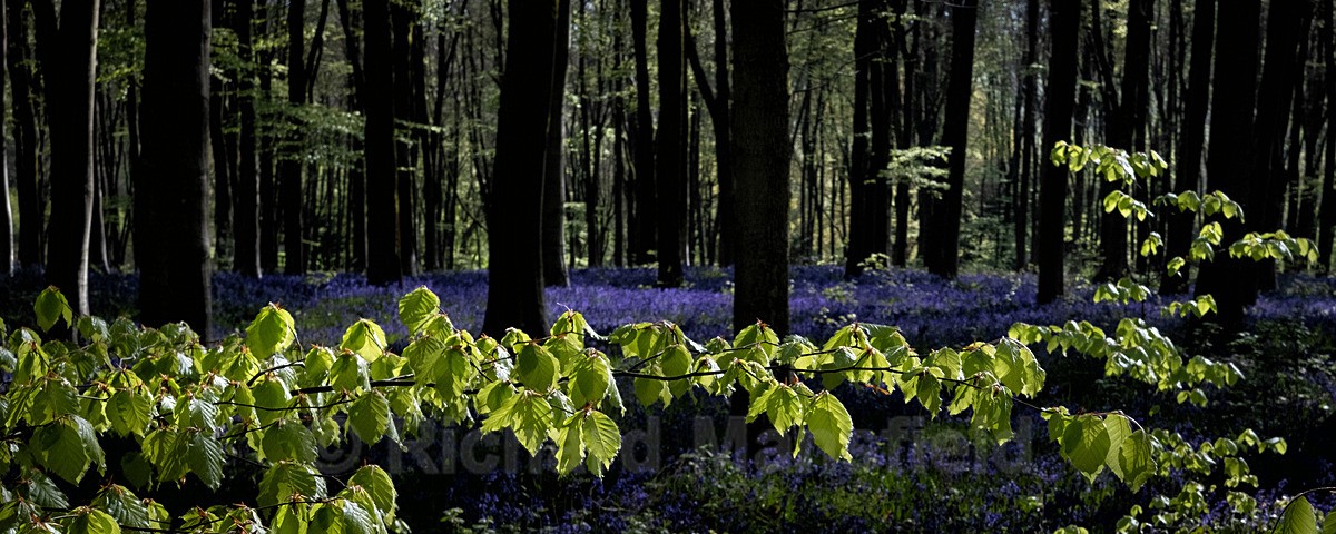  - Flowers