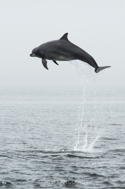 Bottlenose Dolphin - Dolphins