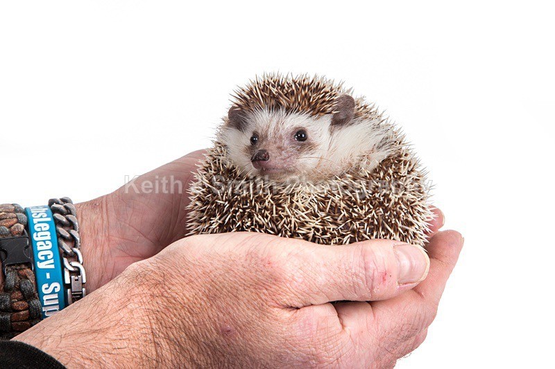 7SKJ4189 - Roaming Reptile Show III