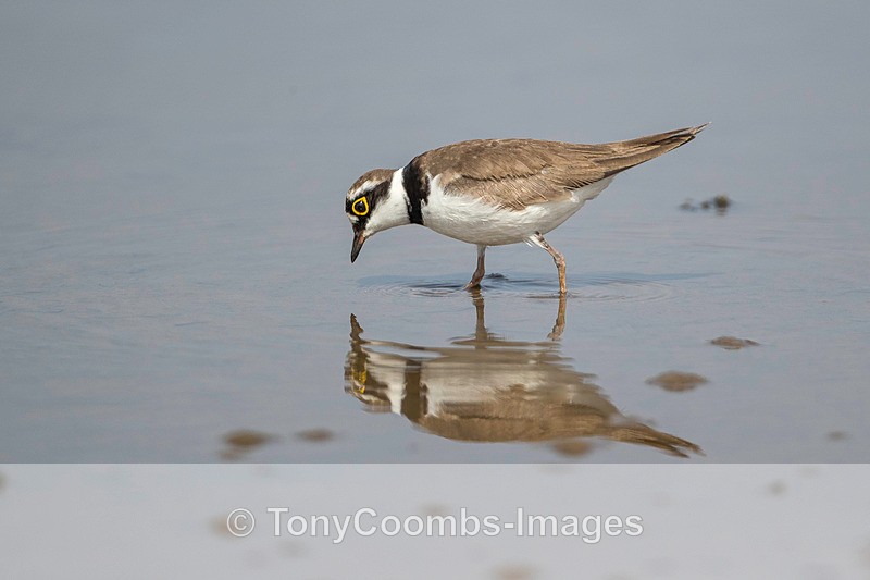Little-ringed Plover  1904-13809 - Lesvos ~ Wading Birds