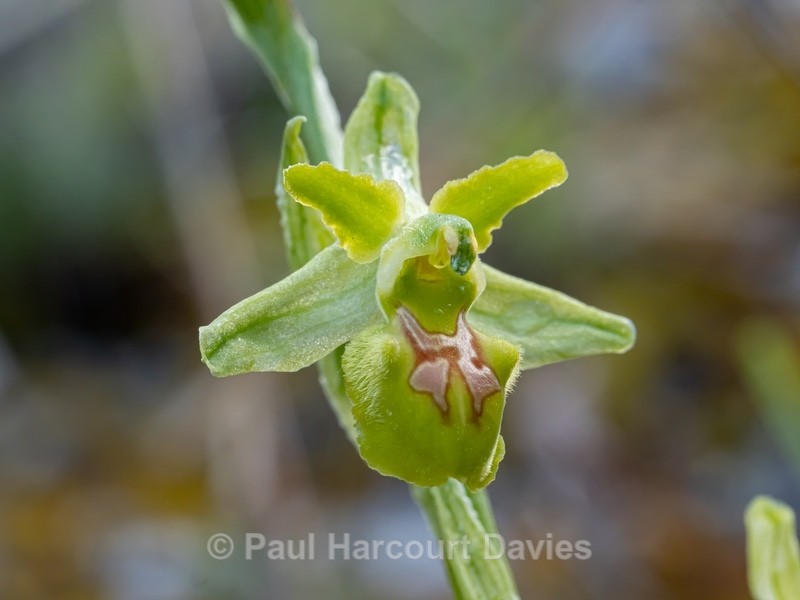 Early spider orchid subspecies (Ophrys incubacea = (also O. sphegodes ssp atrata) -apochromic form - Wild Orchids - 1