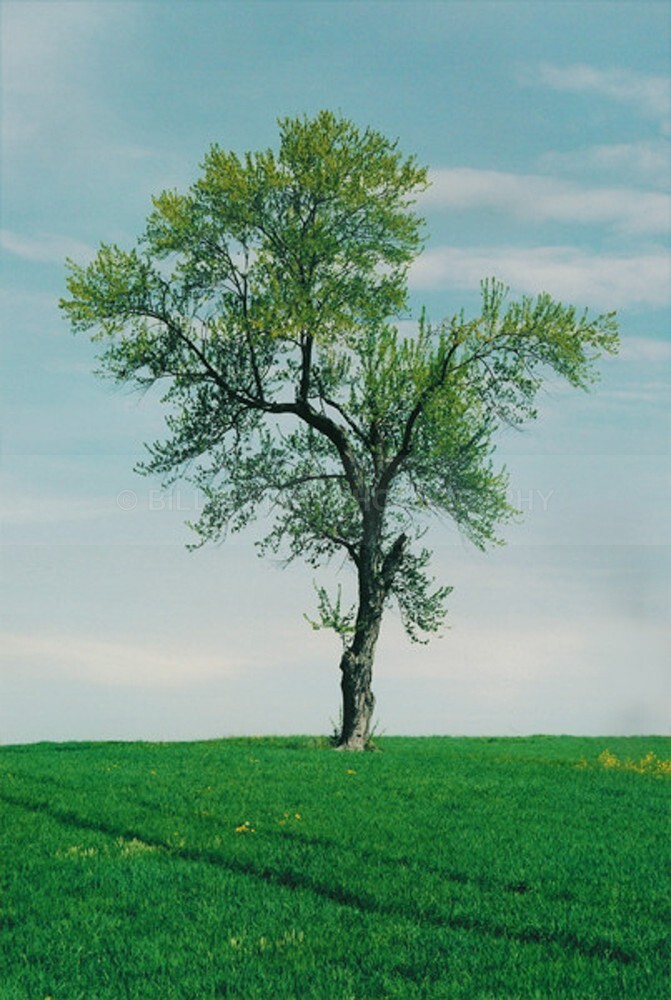 TheTree2007Layer20002 - The Tree Project
