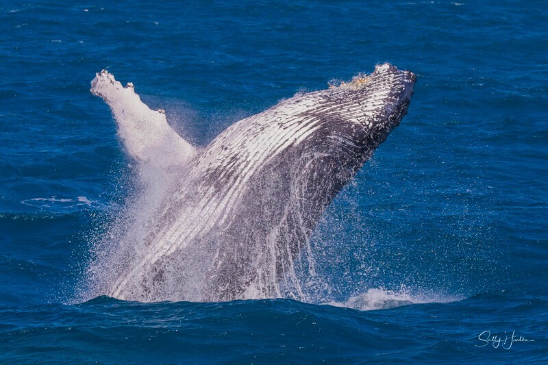 0A3A4587 - 2024 Hervey Bay Whales