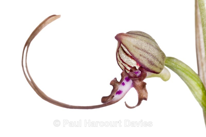  - WB: Orchids - Various