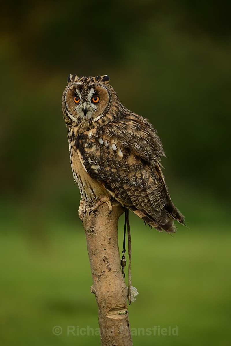  - West of England Falconry