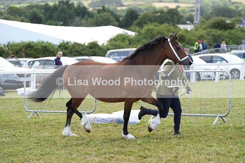 DSC05768 - Class 51: NPS M&M 4 years and over Large Breeds