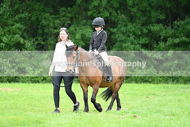 WJ7_3832 - Class 14A Handsome Gelding