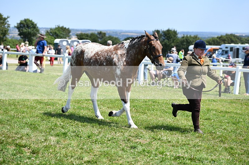 DSC_7519 - Class 63: Coloured Horse Youngstock