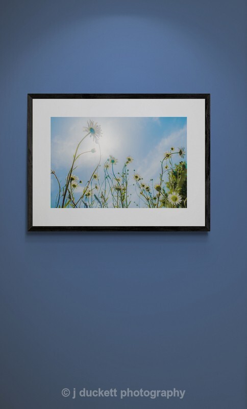  - Daises towards the sun