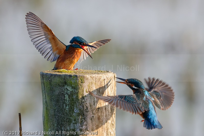 Female Kingfisher (Alcedo atthis) Dispute - Kingfisher