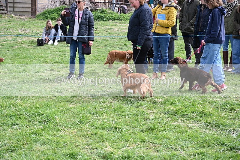 WJ6_8789 - Class 8 Best Working / Gun Dog or Bitch