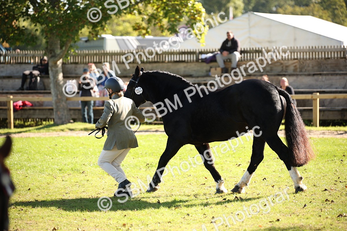 SBM_36591 - S10 - Best In Hand Horse & Pony