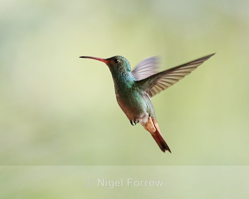 Rufous-tailed Hummingbird hovering, Boquete, Panama - Rufous-tailed Hummingbird