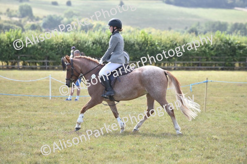 20250831-4001 - Class 12 - Working Hunter Pony 14.2hh and Under