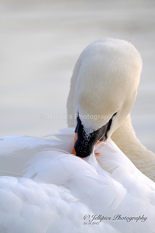  - Wildlife and Nature