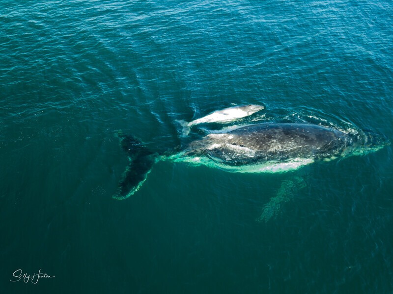 Humpback with white calf 3 - Humpback Whales