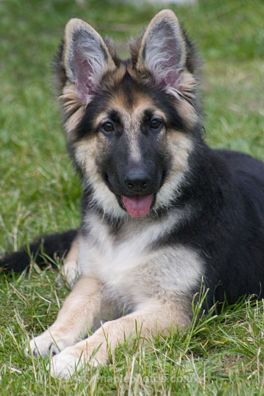 German Shepherd Pup - Dogs!