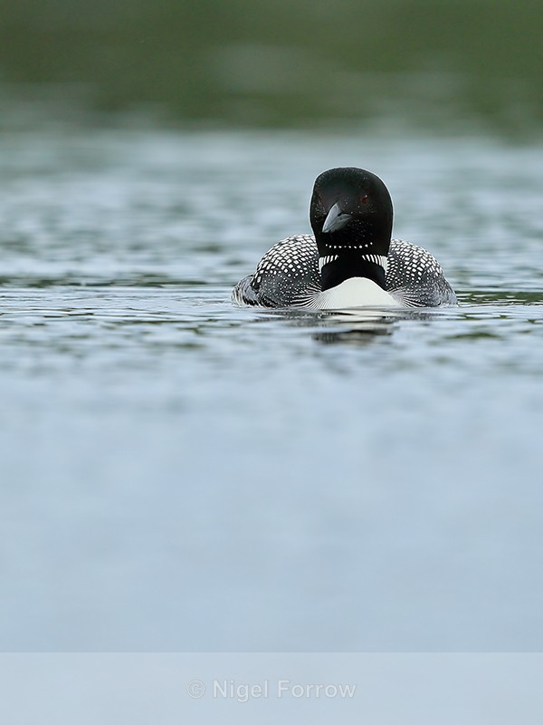 Common Loon (summer plumage), Minnesota, USA - Great Northern Diver