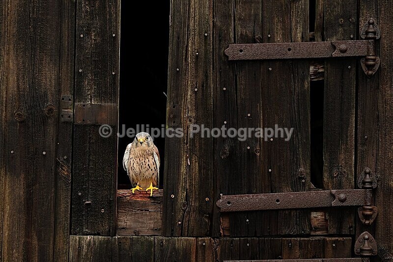  - Wildlife and Nature