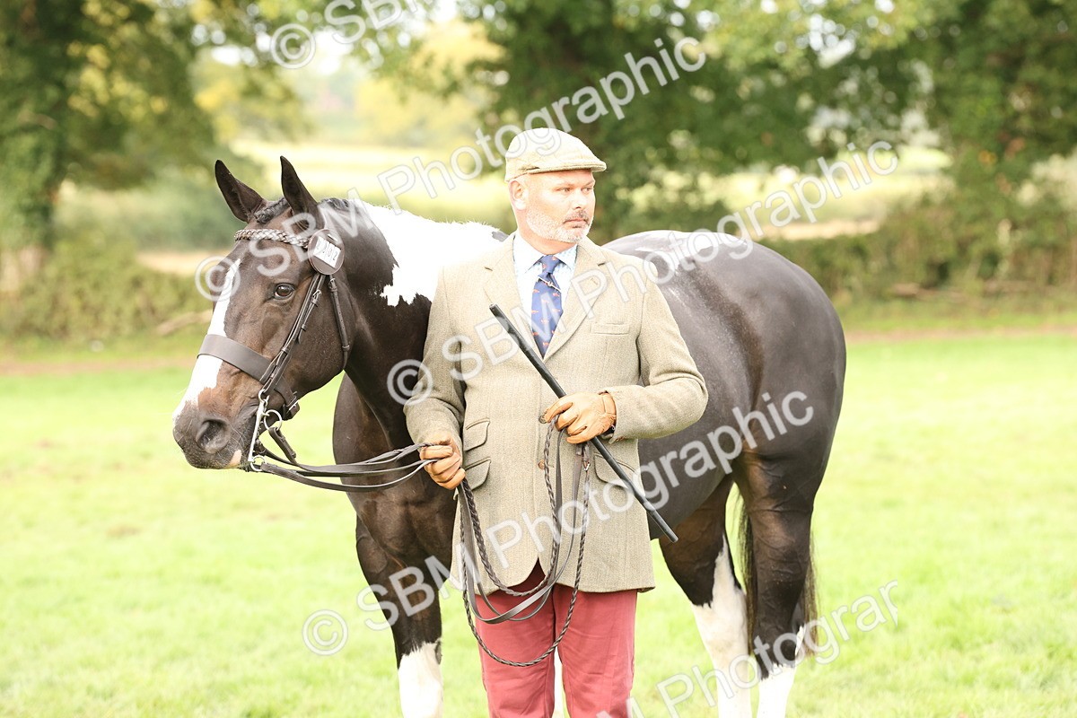 SBM_56820 - S54 - Piebald & Skewbald Horse In Hand